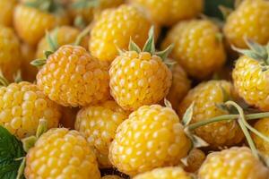 A close up of a bunch of yellow raspberries photo