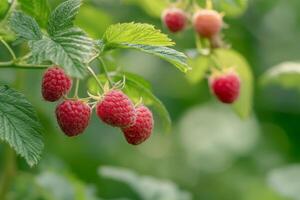 Raspberries growing on a bush in the garden photo