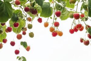 Raspberries on a tree photo
