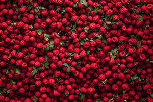 A large pile of raspberries is shown photo
