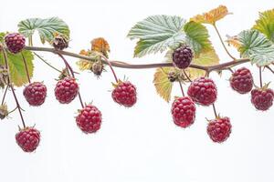 A bunch of raspberries hanging from a branch photo