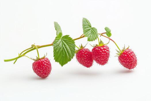 Raspberries on a white background photo