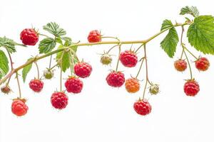 Raspberries on a branch photo