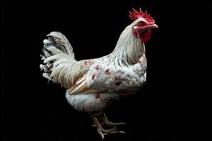 A white and red rooster is standing on a black background photo