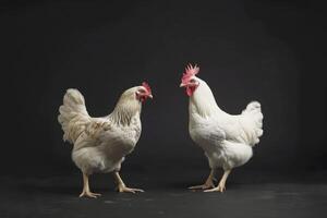 Two white chickens standing on a black background photo