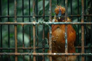 A bird in a cage photo