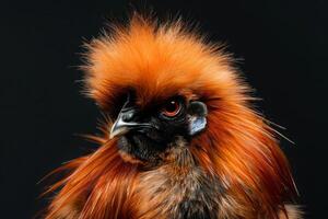 A red rooster with a long mohawk on a black background photo