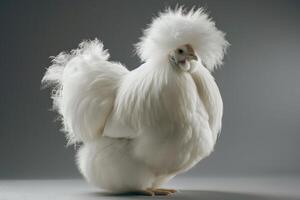 A white chicken with long hair standing on a gray background photo