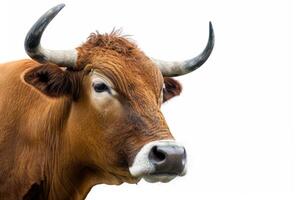 A brown cow with large horns on a white background photo