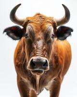 A close up of a cow with horns photo