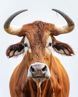 A bull with large horns standing in front of a white background photo