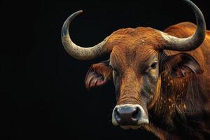 A close up of a bull with large horns photo