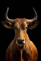 A cow with horns on a black background photo