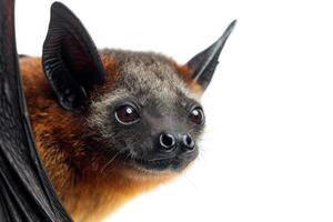 A close up of a bat with its wings spread photo