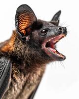 A bat with its mouth open and its teeth showing photo
