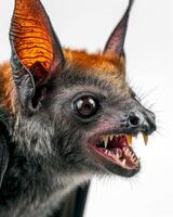 A close up of a bat with its mouth open photo