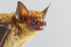 A close up of a bat with its mouth open photo