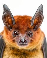 A close up of a bat with big ears photo
