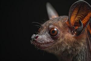 A close up of a bat with big eyes photo