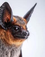 A close up of a bat with large ears photo