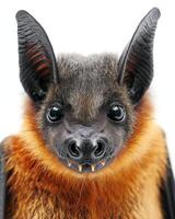 A close up of a bat with its mouth open photo