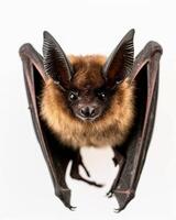 A bat with large ears and long wings photo