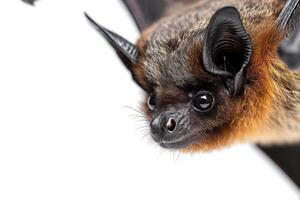 A close up of a bat with its wings spread photo