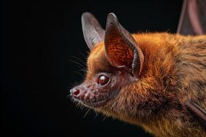 A close up of a bat with big eyes photo