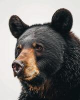 A close up of a black bear with a white background photo