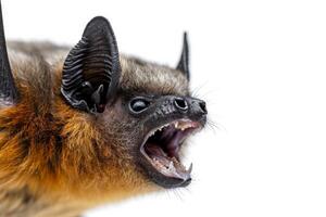 A bat with its mouth open and its teeth showing photo