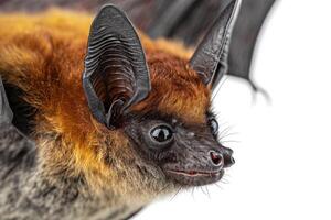 A bat with long ears and a long tail photo