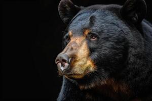 A black bear is looking into the distance photo