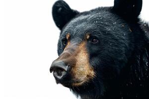 Black bear, isolated on white background photo