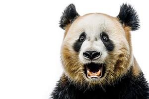 A panda bear is standing up and looking at the camera photo