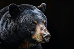 A black bear is looking into the distance photo