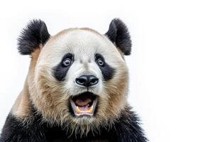 A panda bear with its mouth open and its mouth wide open photo