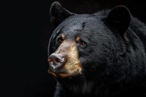 Black bear on black background photo