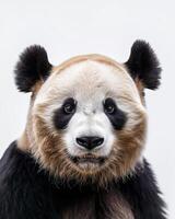 A panda bear with a white background photo