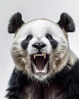 A panda bear with its mouth open and teeth showing photo