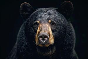 A black bear with brown spots photo