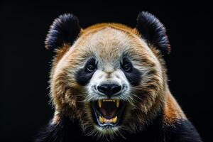 A panda bear with its mouth open and teeth showing photo