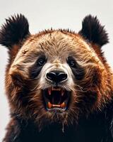 A close up of a panda bear with its mouth open photo
