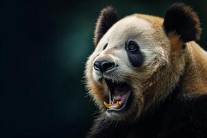 A panda bear with its mouth open and its mouth open photo