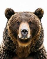 A close up of a brown bear with a white background photo
