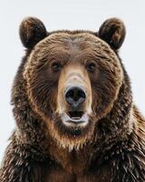 A close up of a brown bear with its mouth open photo