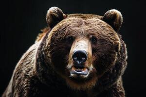 A close up of a brown bear with its mouth open photo