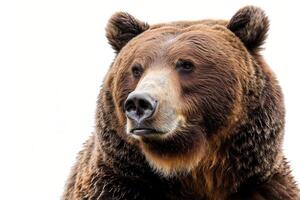 A close up of a brown bear looking to the side photo