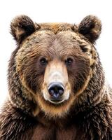 A close up of a brown bear with a white background photo