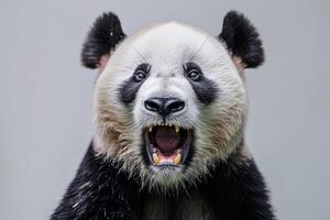 A panda bear with its mouth open and its teeth showing photo
