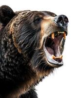 A large brown bear with its mouth open photo